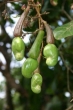 Cashew nuts before fruits ripen