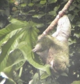 Sloth at Casa del Sol
