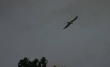 Swallow tailed kite